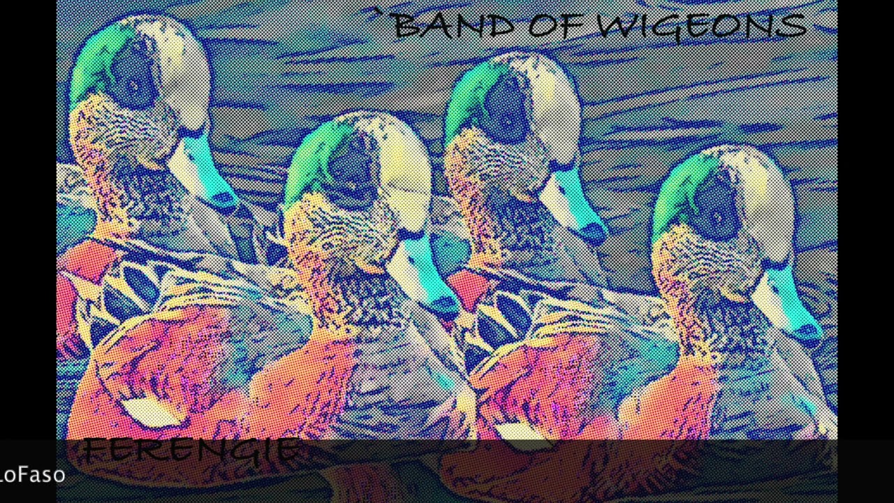 A preview of 11 new songs by ferengie on the album - Band of Wigeons